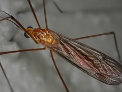 Nephrotoma suturalis