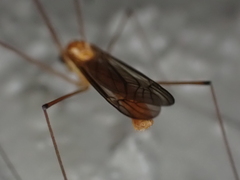 Nephrotoma suturalis