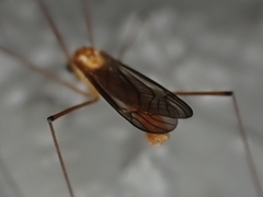 Nephrotoma suturalis