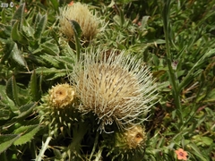 Cirsium quercetorum