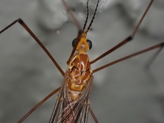 Nephrotoma suturalis