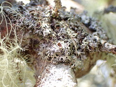 Hypogymnia lophyrea