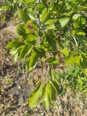 Rhopalocarpus