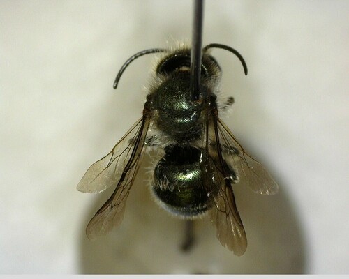 iNaturalist observation photo of Mason Bees