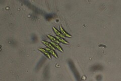 Tetradesmus dimorphus