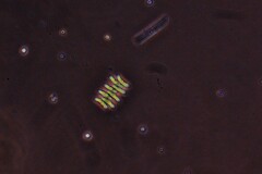 Tetradesmus dimorphus