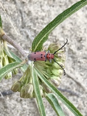 Tetraopes annulatus