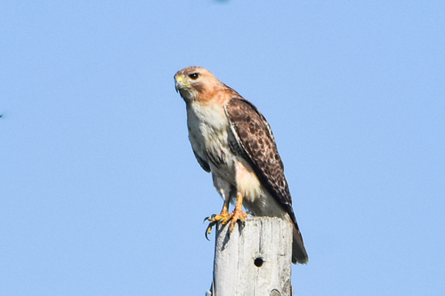 Red-tailed Hawk photographed in Oklahoma