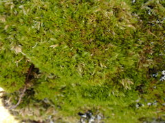 Herzogiella adscendens