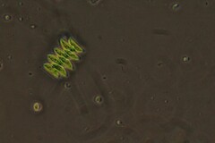 Tetradesmus dimorphus