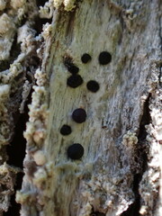 Buellia muriformis