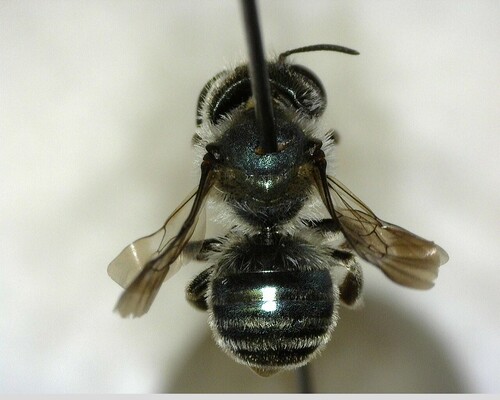 iNaturalist observation photo of Mason Bees