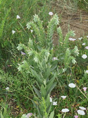 Lithospermum occidentale