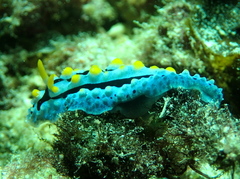 Phyllidia coelestis