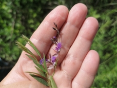 Polygala sibirica