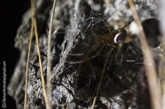 Steatoda nobilis