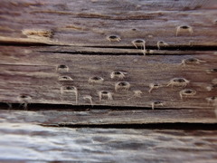 Xylographa parallela