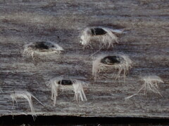 Xylographa parallela