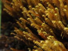 Herbertus dicranus