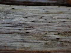 Xylographa parallela