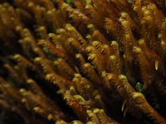 Herbertus dicranus