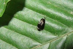 Mordella marginata