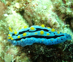 Phyllidia coelestis