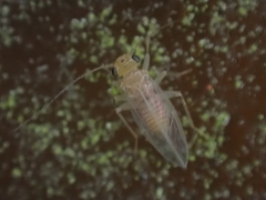Hemipsocus chloroticus