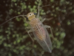 Hemipsocus chloroticus