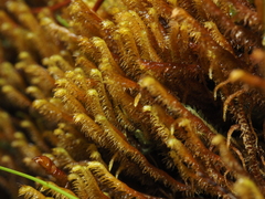 Herbertus dicranus