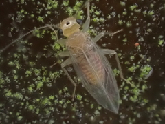 Hemipsocus chloroticus