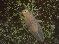 Hemipsocus chloroticus