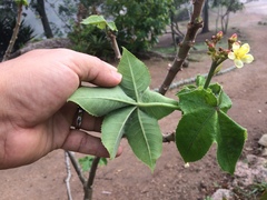 Jatropha mollissima