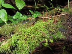Hypnum curvifolium