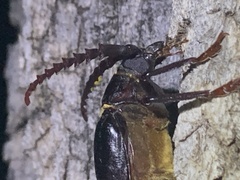 Prionus californicus