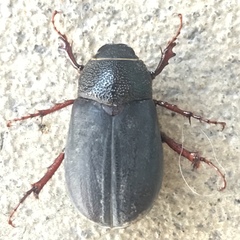 Phyllophaga prunina