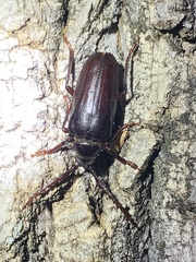 Prionus californicus