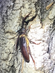 Prionus californicus