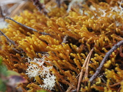 Herbertus dicranus