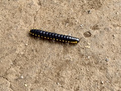 Harpaphe haydeniana scotia