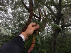 Anadenanthera colubrina