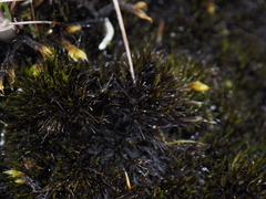 Campylopus atrovirens