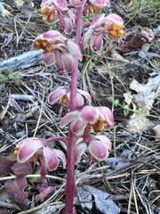 Pyrola aphylla