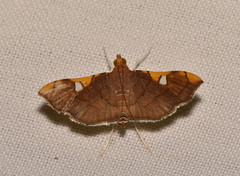 Coenostolopsis apicalis