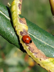 Adalia bipunctata