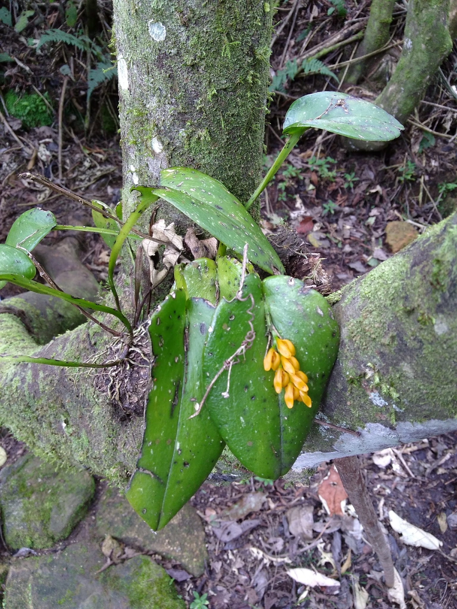 Imagem de Cipó-de-sapo