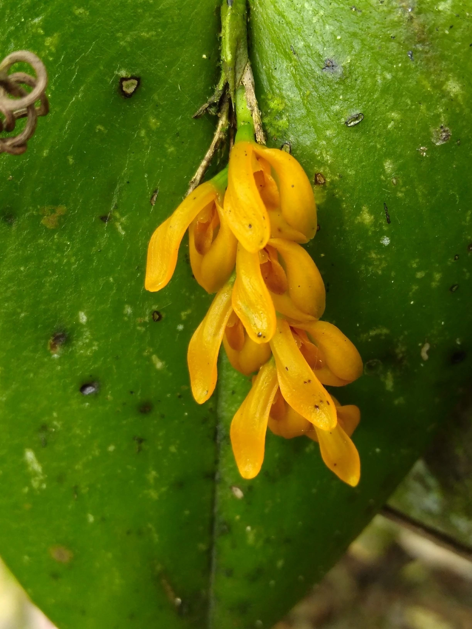 Imagem de Cipó-de-sapo