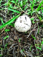Agaricus campestris