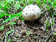 Agaricus campestris