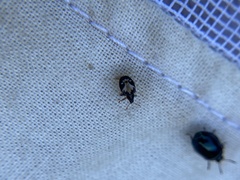 Tachyerges ephippiatus